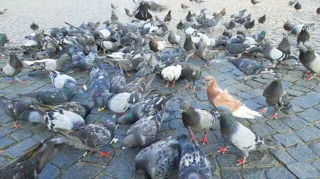 A multitude of colorful hungry pigeons feed on pieces of bread in the square on a sunny summer day.
