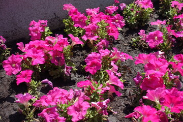 Large quantity of vibrant pink flowers of petunias in mid July