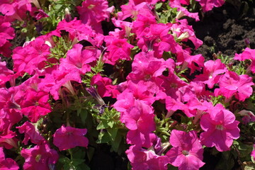 Lush vibrant pink flowers of petunias in August