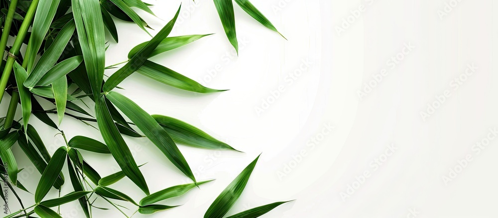 Poster isolated bamboo leaves on a white background with copy space image