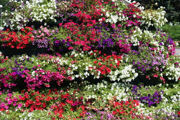 Colorful flowers of various petunias in June
