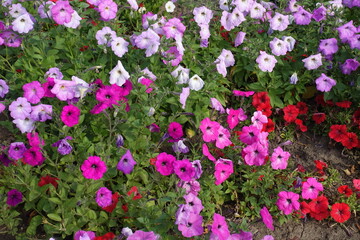 Flowers of petunias in shades of pink and red in mid October