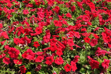 Infinite scarlet red flowers of petunias in August