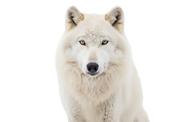 Arctic wolf PNG on transparent background ideal for wildlife designs, arctic-themed projects, and nature illustrations.