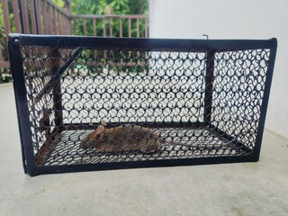 A dead rat was lying in the rat trap cage.