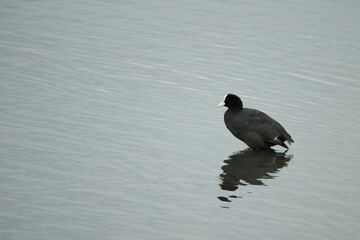 Common Coot