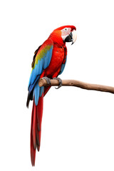 Obraz premium Scarlet macaw perched on branch against light background, suitable for nature or wildlife themed designs and projects