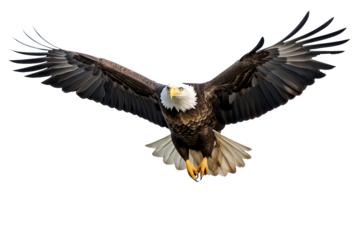 Bald eagle in flight with detailed feathers PNG on transparent background ideal for wildlife design projects and nature-themed graphics