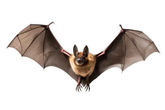 Brown long-eared bat PNG on transparent background, ideal for wildlife illustrations, nature-themed designs, and nocturnal animal projects.