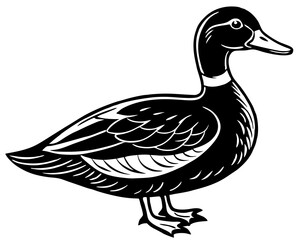 Black and white duck on white background