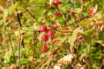 Ripe rose hip on bush in the forest. Natural organic berries for health.
