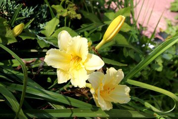Fototapeta premium Two blooming pale yellow lilies with a bud on a daylily bush in the garden on a sunny summer day - horizontal photo, close-up