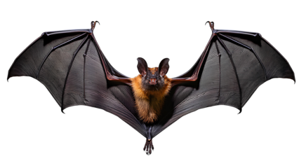 Bat close-up on transparent background. Bat mockup with open wings - png format.