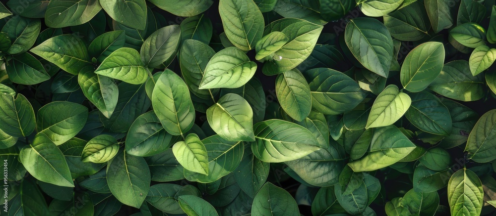 Poster background of euonymus fortunei leaves for gardening concept with room for text. creative banner. co