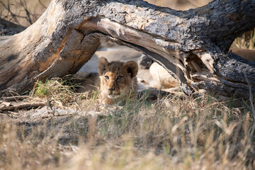 Lions in BWA