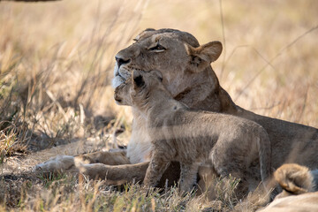 Lions in BWA