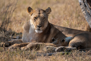 Lions in BWA