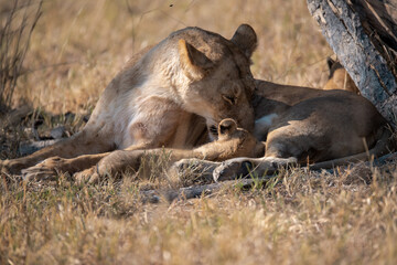 Lions in BWA