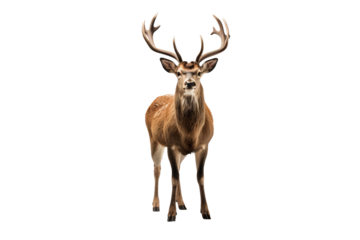 Elegant chital deer PNG on transparent background perfect for wildlife and nature design project