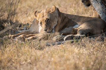Lions in BWA