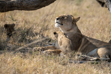 Lions in BWA