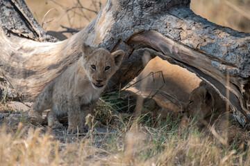 Lions in BWA