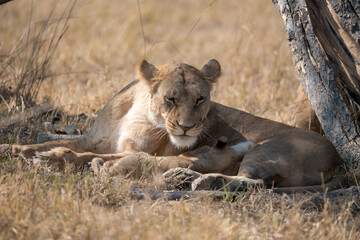 Lions in BWA
