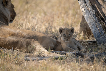 lions in BWA