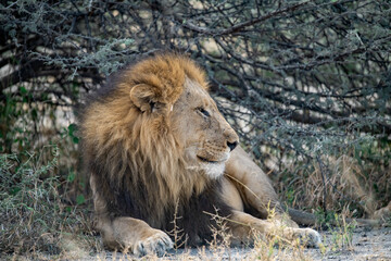 lions in BWA