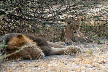 lions in BWA