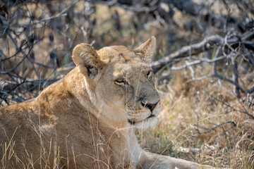 lions in BWA