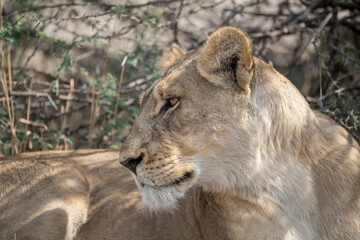 lions in BWA