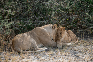 lions in BWA