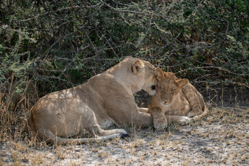 lions in BWA