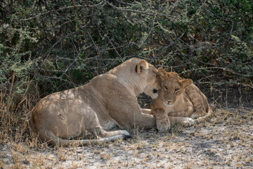 lions in BWA