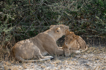 lions in BWA