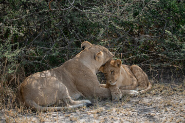 lions in BWA