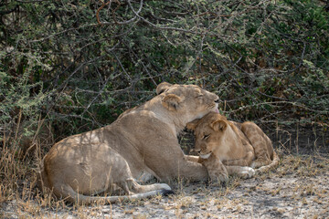 lions in BWA