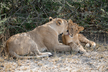 lions in BWA