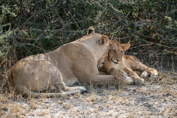 lions in BWA