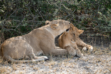 lions in BWA