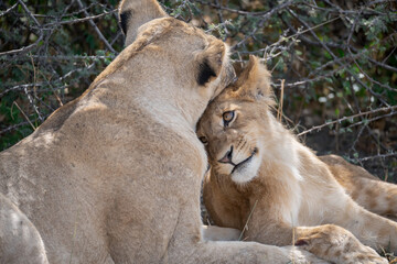 lions in BWA