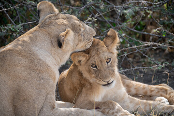 lions in BWA