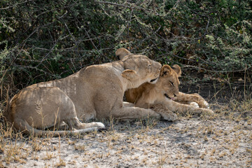 lions in BWA