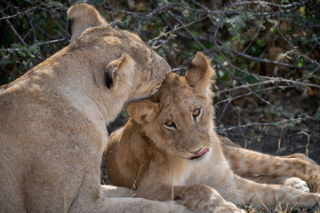 lions in BWA