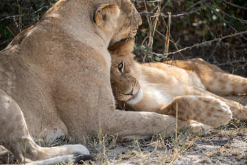 lions in BWA