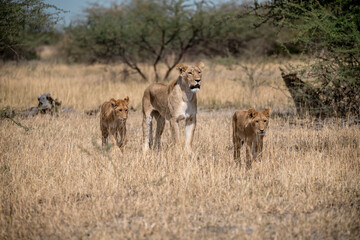 lions in BWA
