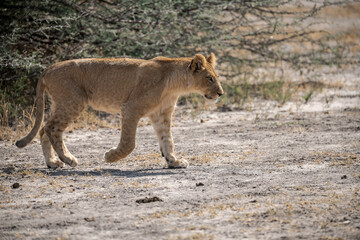 lions in BWA