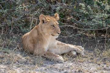 lions in BWA
