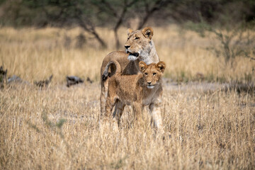 lions in BWA